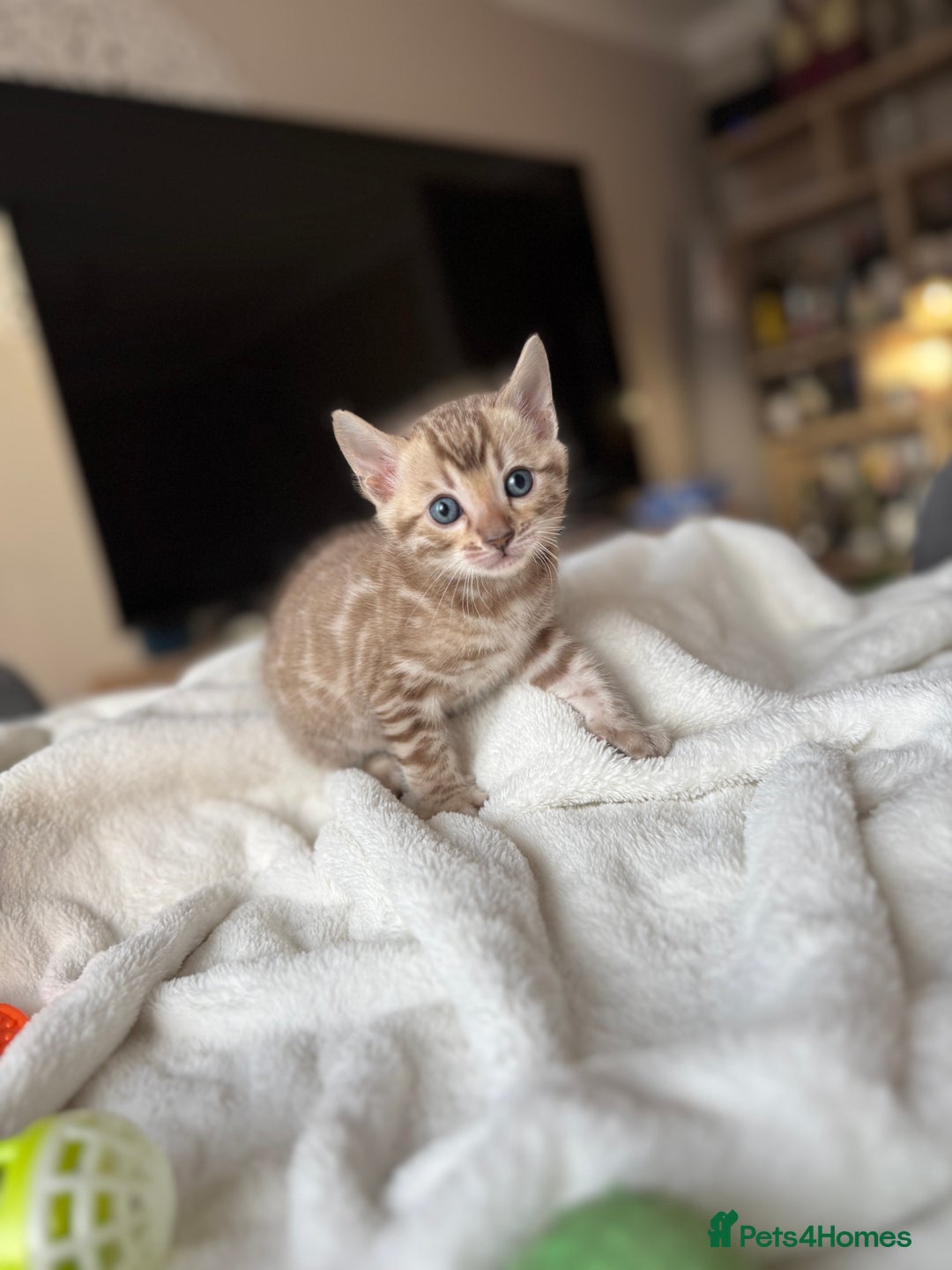 Bengal cats for sale: Purebred Bengal Kittens – Ready for Loving Homes - Advert 1
