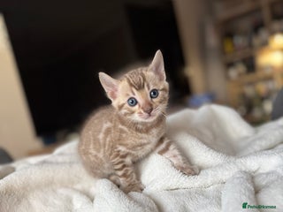 Bengal cats Purebred Bengal Kittens – Ready for Loving Homes - Advert 3