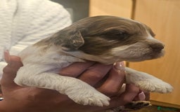 Cockapoo dogs for sale: Beautiful/healthy F1 cockapoo’s.3 girls🩷3 boys🩵 - Image 14