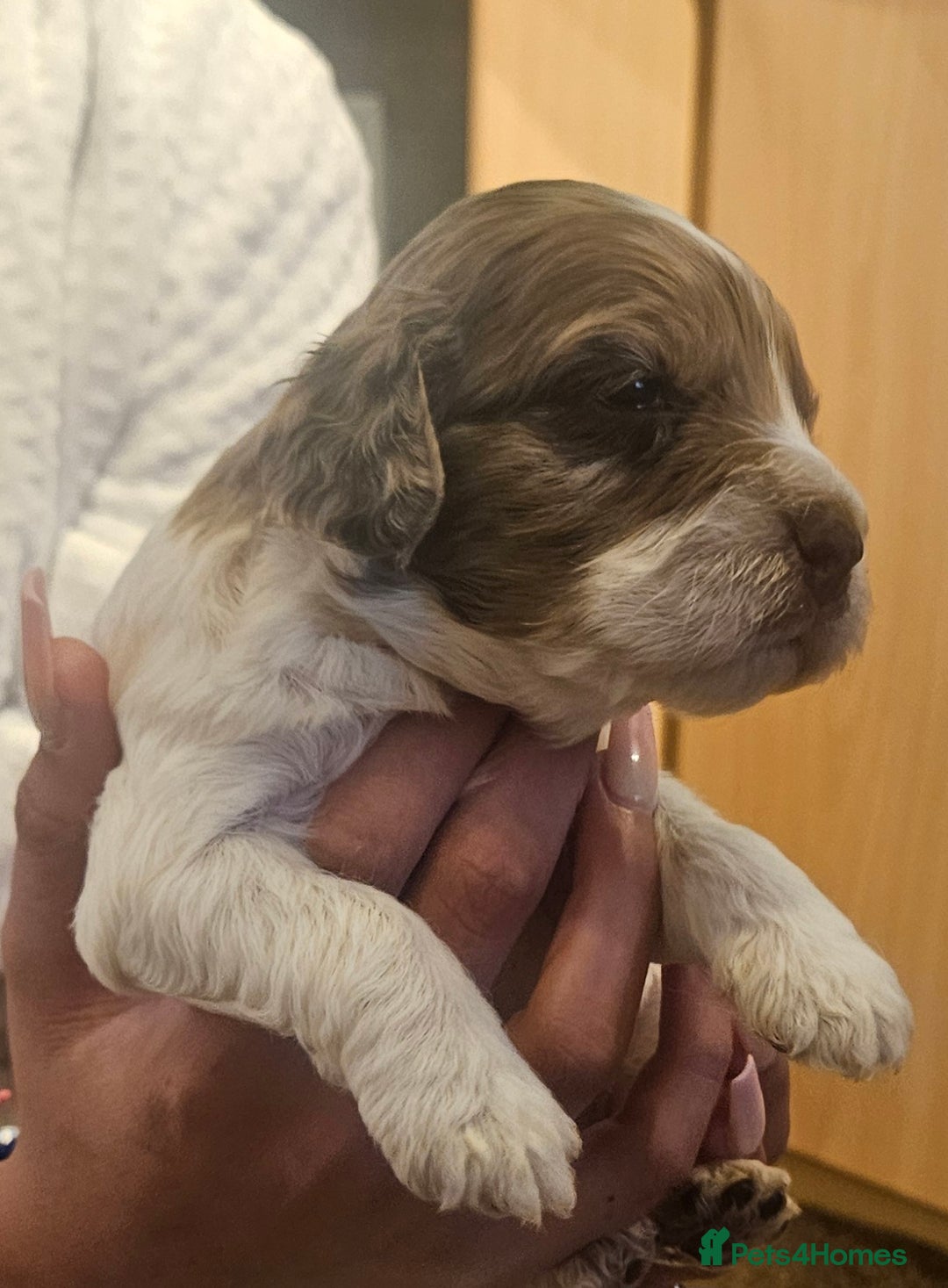 Cockapoo dogs for sale: Beautiful/healthy F1 cockapoo’s.3 girls🩷3 boys🩵 - Image 14