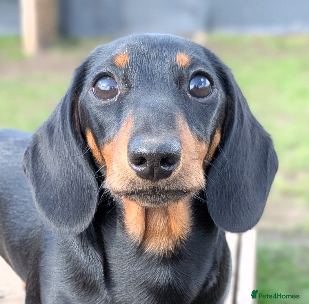 Miniature Dachshund dogs GLORIA - 6 MONTHS OLD - Advert 4