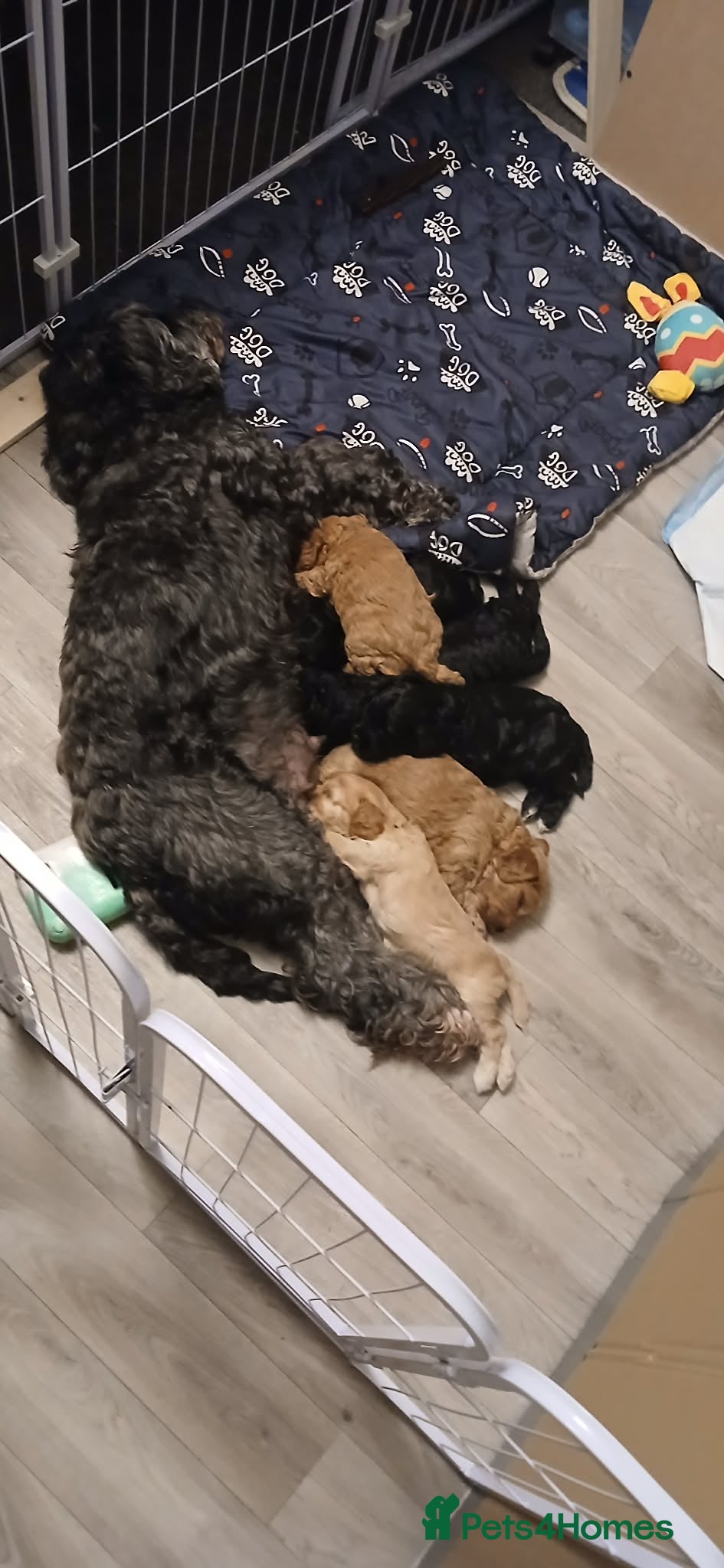 Cockapoo dogs for sale: 6 stunning cockerpoo 3 boys 3 girls  - Advert 1