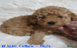 Toy Poodle dogs for sale: Pedigree Toy poodle puppies ready this weekend - Image 13