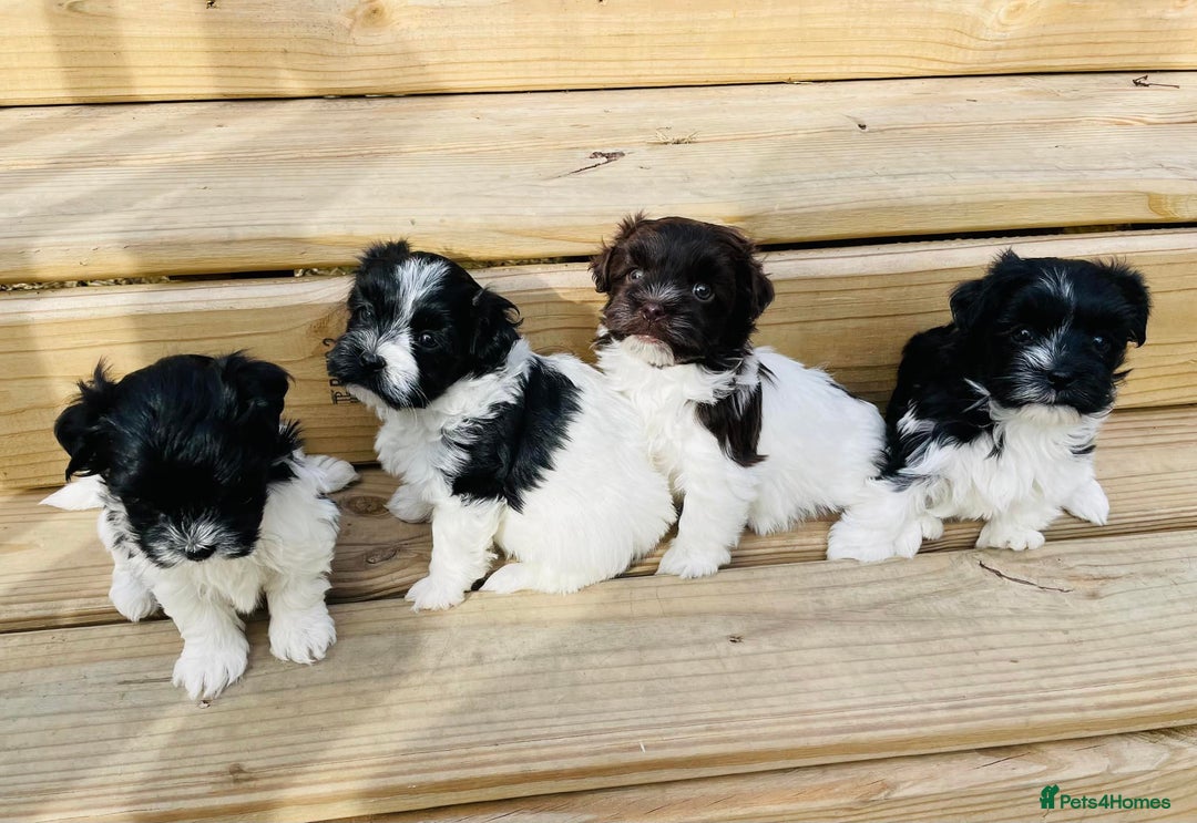 Havanese dogs for sale: Healthy, and full of joy Havanese pups. - Advert 4