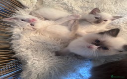 Ragdoll cats for sale: Beautiful Boy Dolls. 🐱 - Image 4