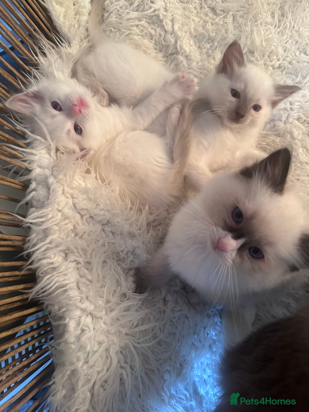 Ragdoll cats for sale: Beautiful Boy Dolls. 🐱 - Image 4