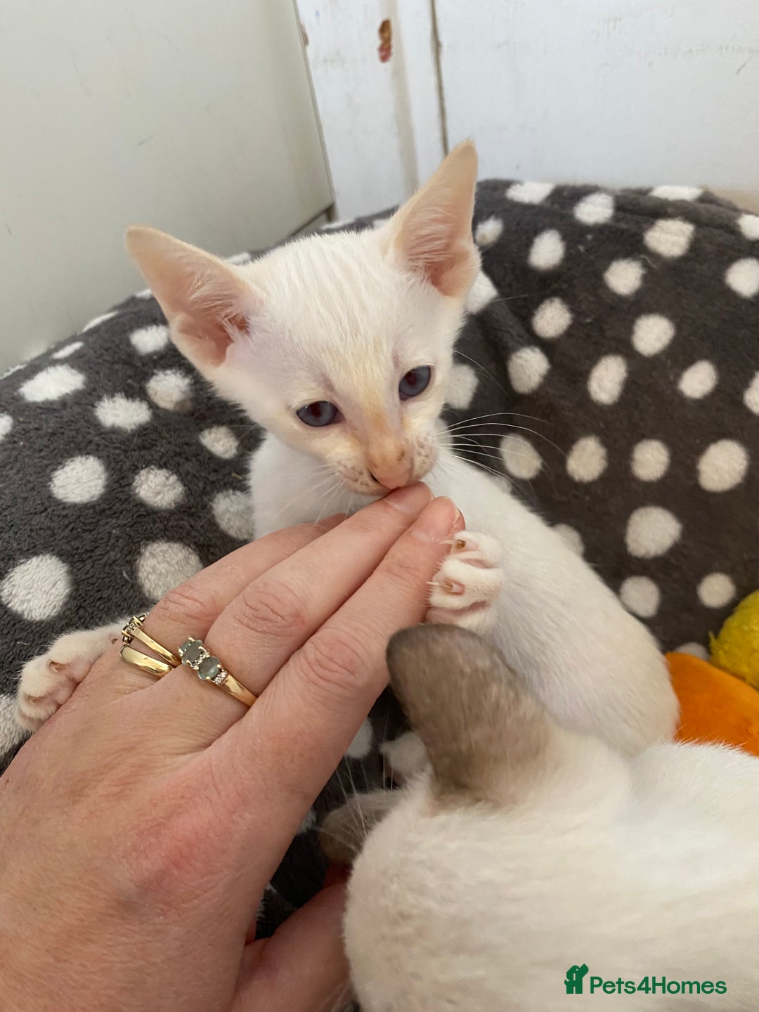 Siamese cats for sale:  Flame point Siamese kittens  - Advert 9