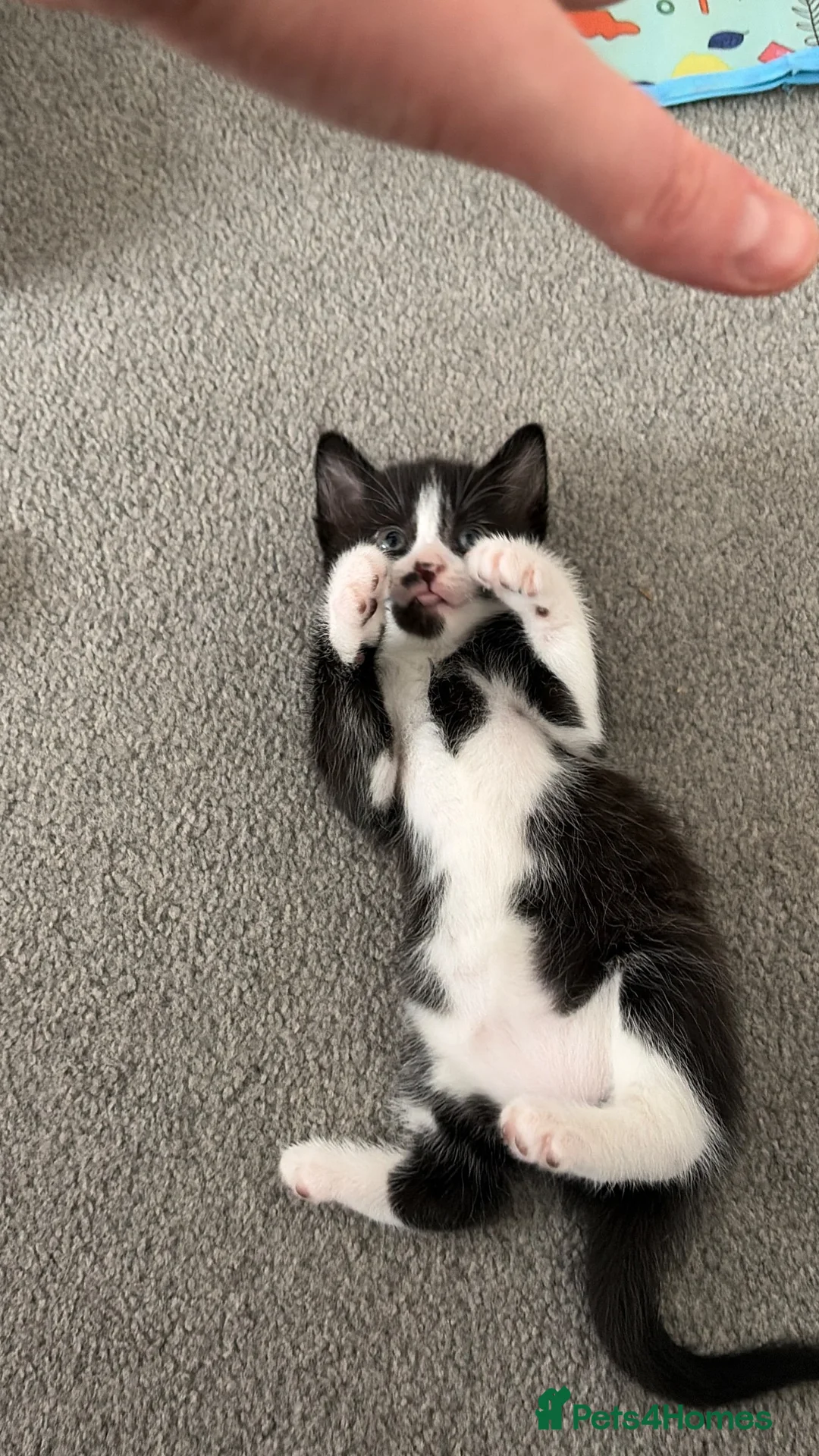 Mixed Breed cats for sale: Cute kittens ready to go  - Advert 2