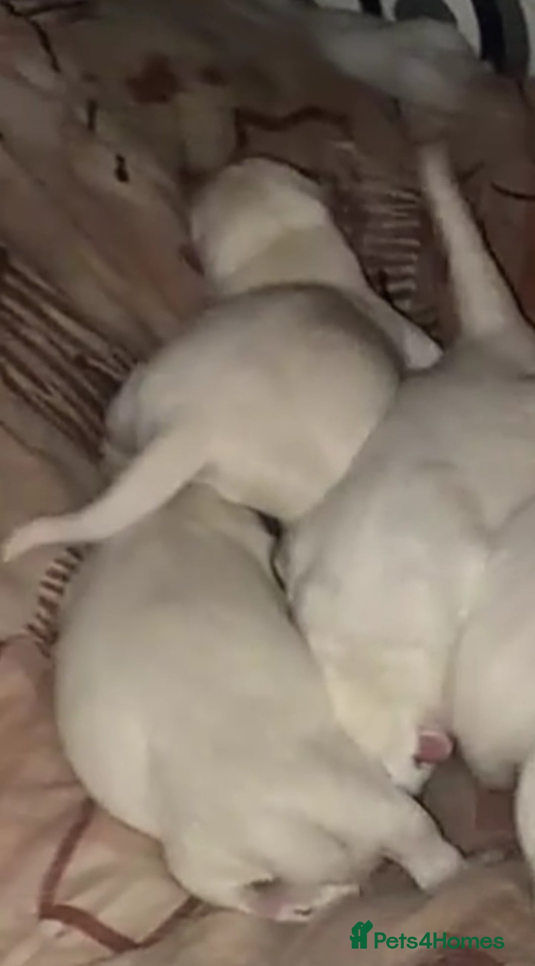 Mixed Breed dogs for sale: Japanese Akita Puppies  - Advert 4