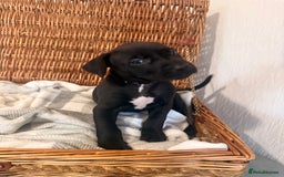 Mixed Breed dogs for sale: Came Corso X Puppies - Image 27