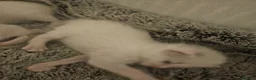 Ragdoll cats for sale: Stunning, Friendly Ragdoll cross kittens - Advert 3