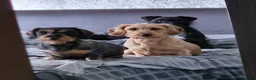 Dachshund dogs for stud: STUD ONLY Wire-haired Standard Dachshund  - Advert 10