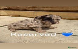 Cockapoo dogs for sale: 1 Stunning chocolate cockapoo - Image 4