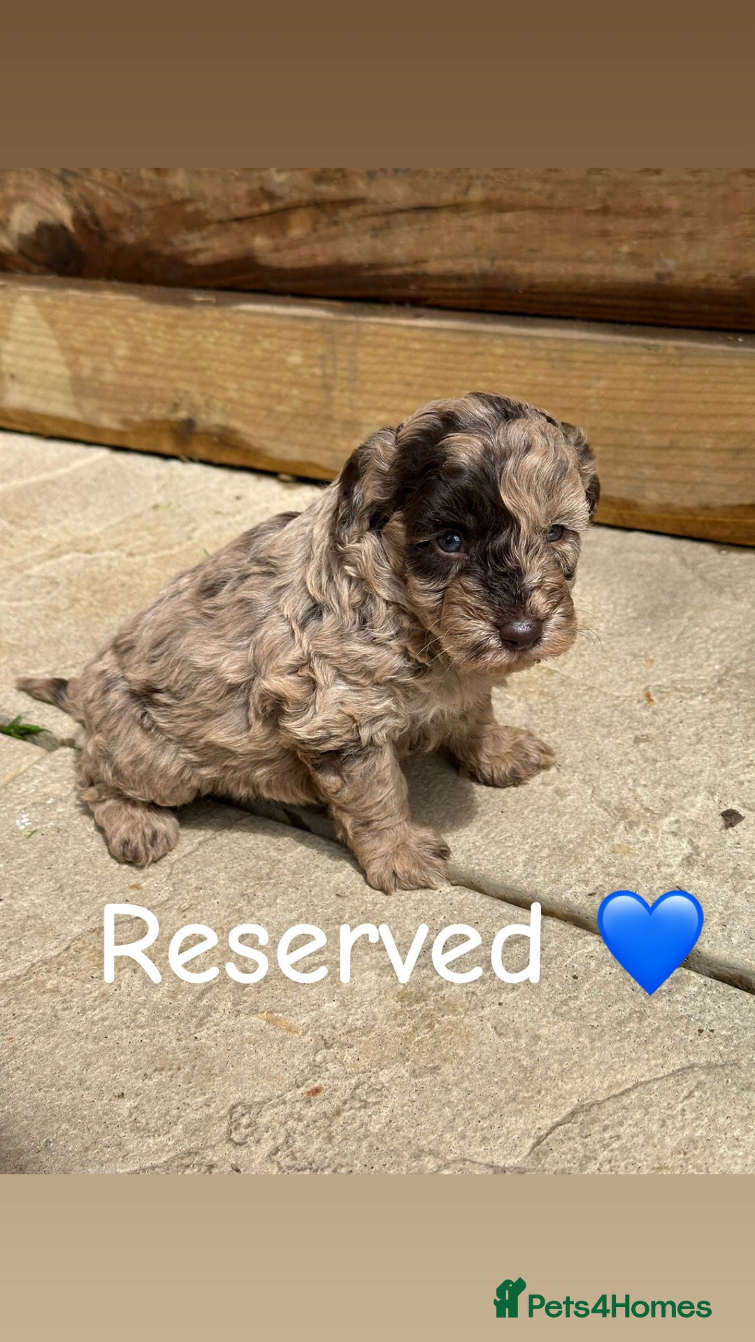 Cockapoo dogs for sale: 1 Stunning chocolate cockapoo - Image 4