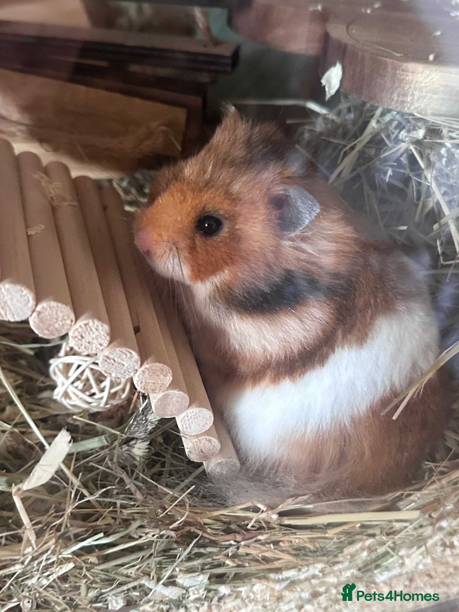 Hamster rodents Hamster and full set up  - Advert 2