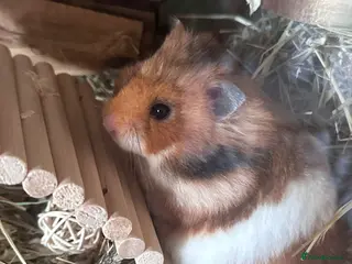 Hamster rodents Hamster and full set up - Advert 2