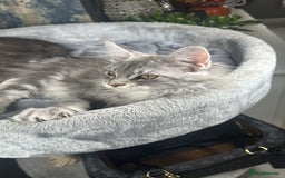 Maine Coon cats for sale: Stunning Maine Coon Girl Kittens Ready Now  - Image 7
