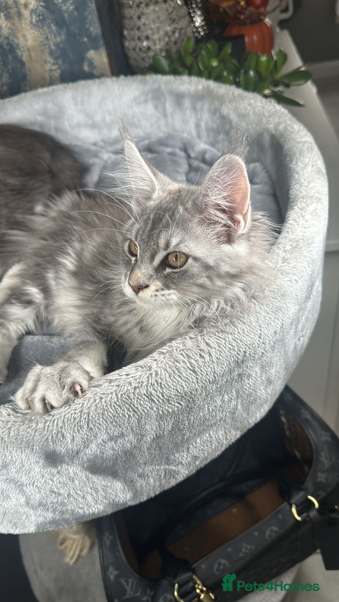 Maine Coon cats for sale: Stunning Maine Coon Girl Kittens Ready Now  - Image 7