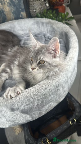 Maine Coon cats - Advert 2