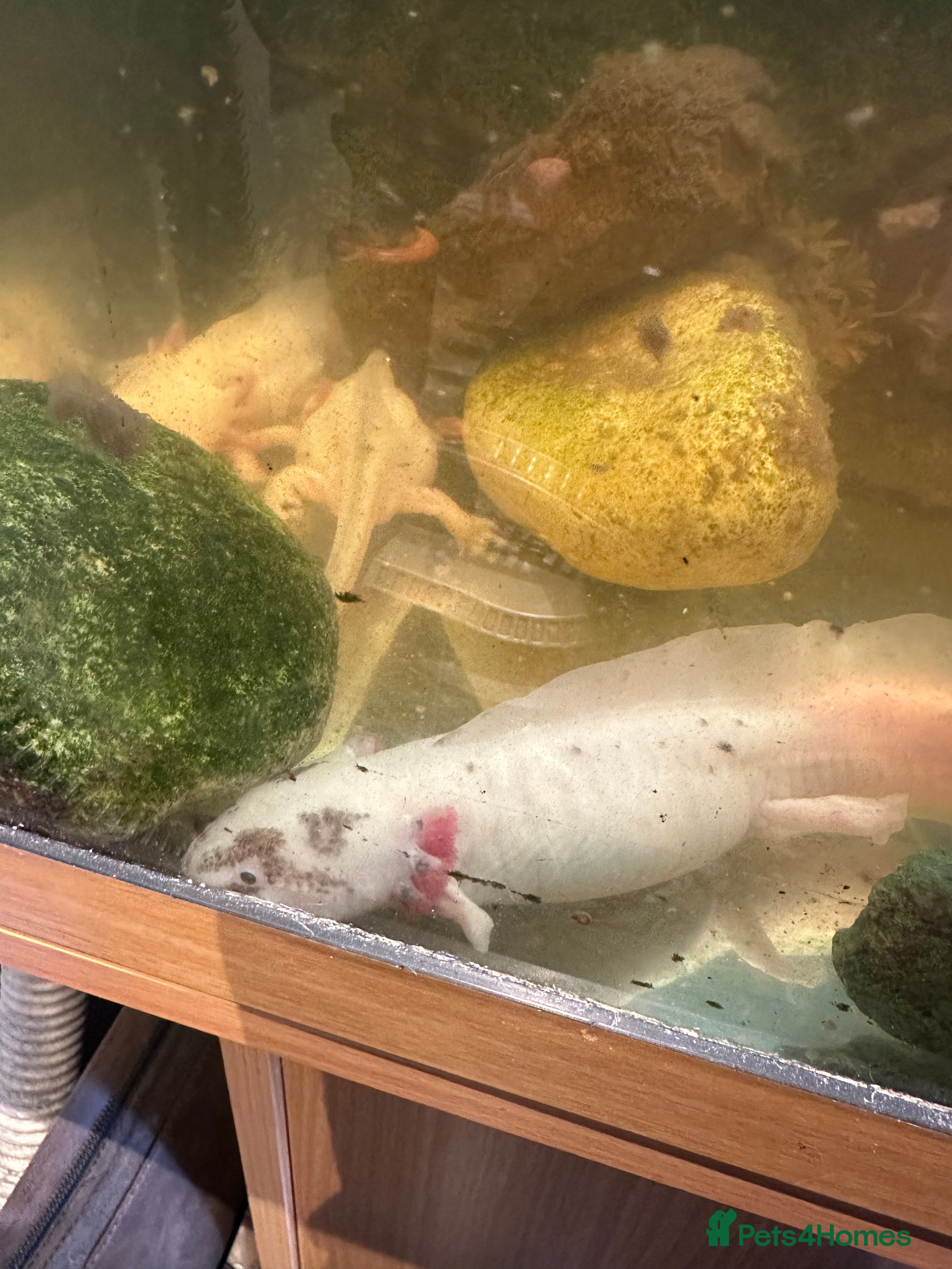 Axolotl reptiles Axolotl’s for rehoming  - Advert 3