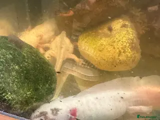 Axolotl reptiles Axolotl’s for rehoming - Advert 3