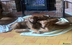 Rhodesian Ridgeback dogs for sale: LADYLIUWA KC REG. LITTER: LAST TWO PUPS FOR SALE in Grantham - Image 16