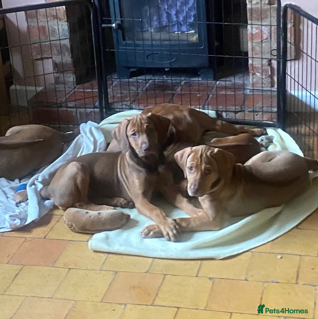 Rhodesian Ridgeback dogs for sale: LADYLIUWA KC REG. LITTER: LAST TWO PUPS FOR SALE in Grantham - Image 16