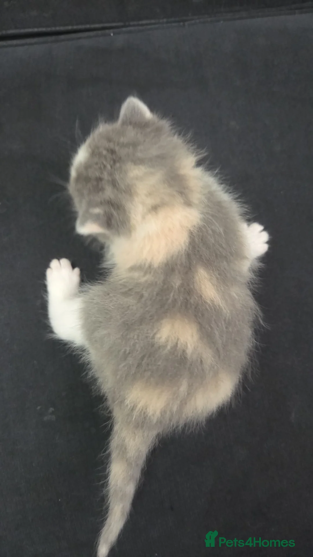 Mixed Breed cats for sale: Cute fluffy Persian kittens 😸 💖  - Advert 26