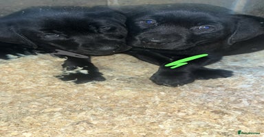 Labrador Retriever dogs Beautiful black KC registered Labradors  - Advert 1