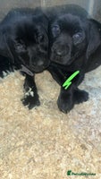 Labrador Retriever dogs Beautiful black KC registered Labradors - Advert 1