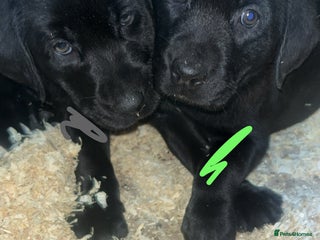 Labrador Retriever dogs Beautiful black KC registered Labradors - Advert 14