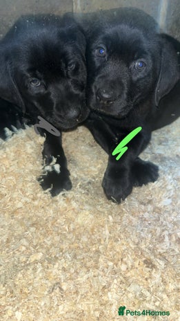 Labrador Retriever dogs Beautiful black KC registered Labradors - Advert 15