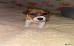 Jack Russell dogs for sale: Stunning Jack Russell puppies - Image 3