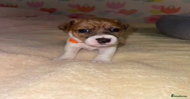 Jack Russell dogs - Advert 16