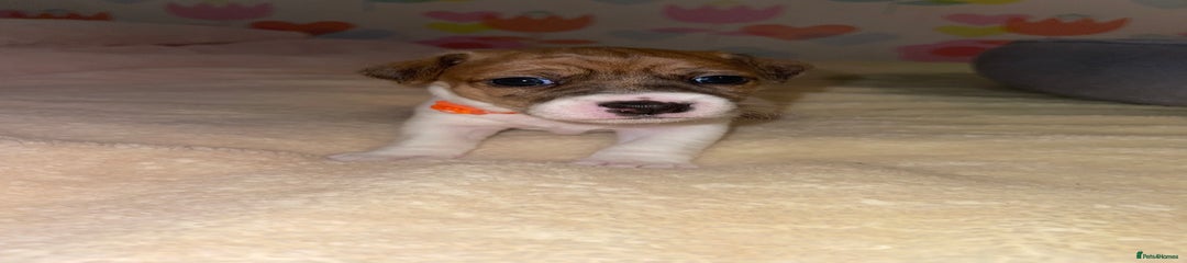 Orange boy 