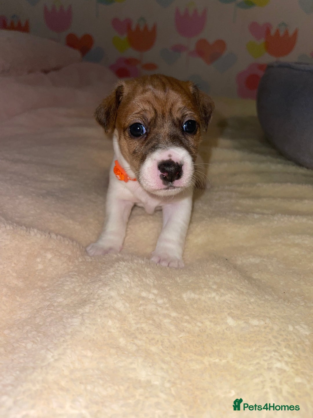 Jack Russell dogs for sale: Stunning Jack Russell puppies - Image 3