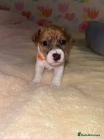 Jack Russell dogs - Advert 1