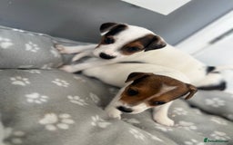 Jack Russell dogs for sale: 4 beautiful healthy jack Russel puppies  - Image 2