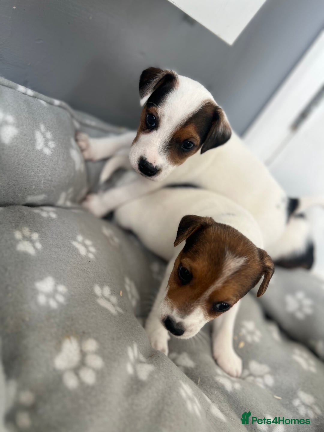Jack Russell dogs for sale: 4 beautiful healthy jack Russel puppies  - Image 2