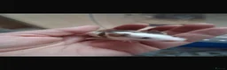 Mouse rodents for sale: Female mice and setup - Advert 4