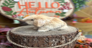 Mini Lop rabbits - Advert 2