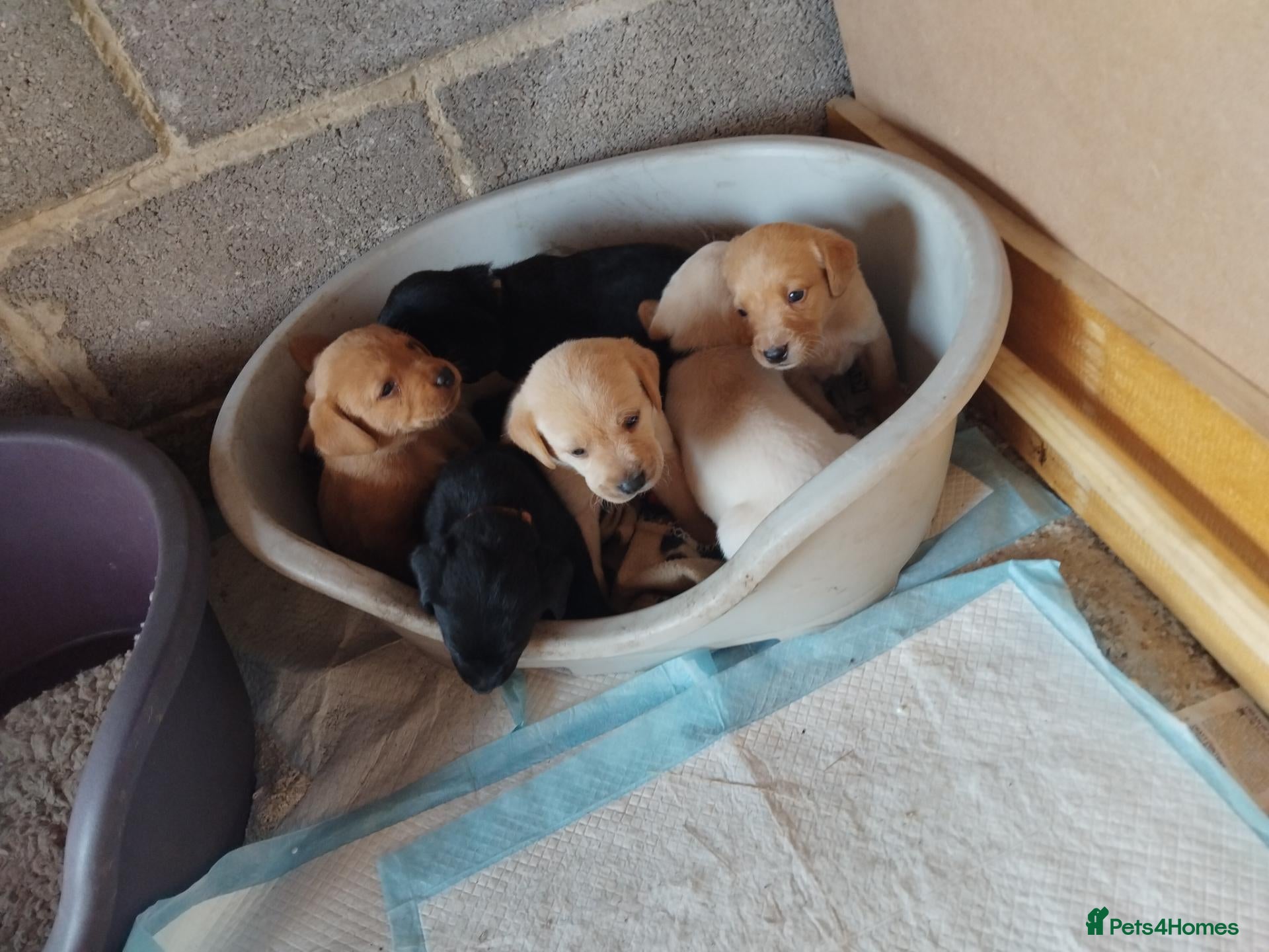 Labrador Retriever dogs 3 gorgeous boy Labrador puppies - Advert 14