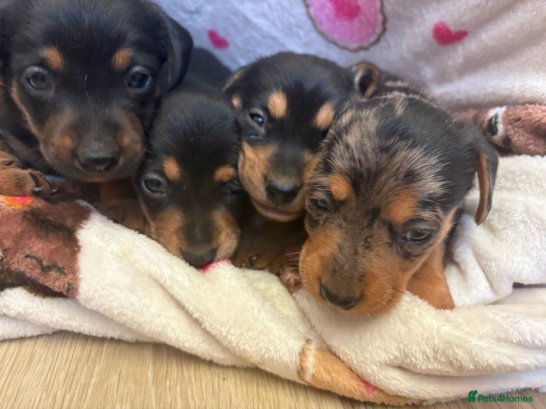 Mixed Breed dogs for sale: Jack Russel/miniature Datchound - Image 26