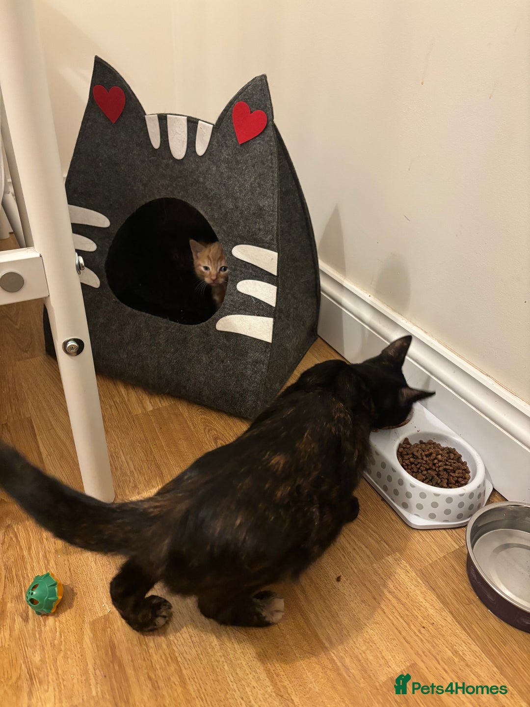 Mixed Breed cats for sale: 2 kittens  - Image 5