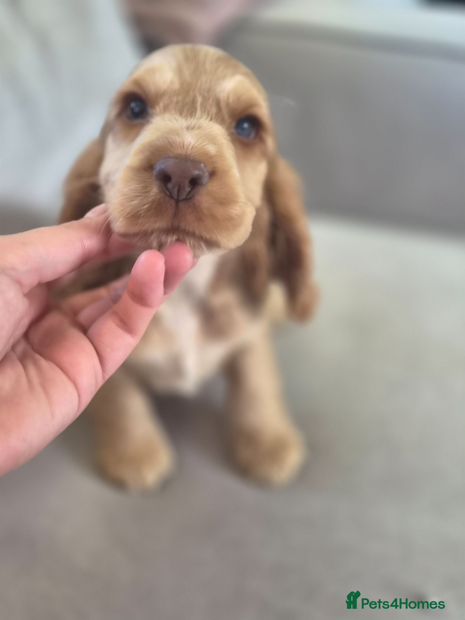 Cocker Spaniel dogs !!KC Registered Beautiful show Cocker Spaniels!!!  - Advert 9