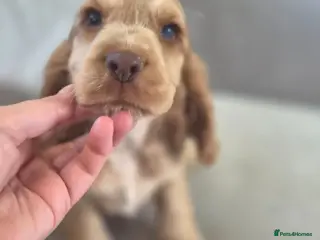 Cocker Spaniel dogs !!KC Registered Beautiful show Cocker Spaniels!!! - Advert 9
