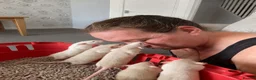 Rat rodents for sale: Adorable Dumbo Baby Rats, Looking For Loving Homes - Advert 5