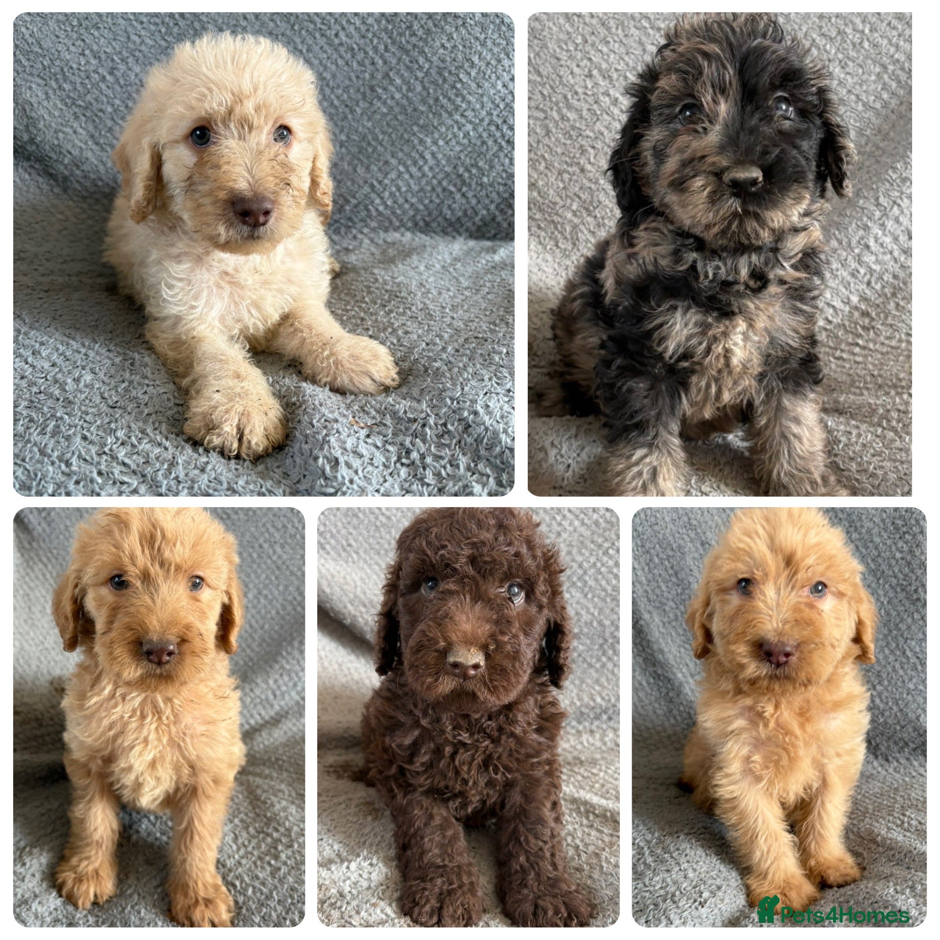 Labradoodle dogs Labradoodle Puppies  - Advert 1
