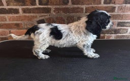 Cockapoo dogs for sale: Beautiful Cockapoo Puppies For Sale - Image 8