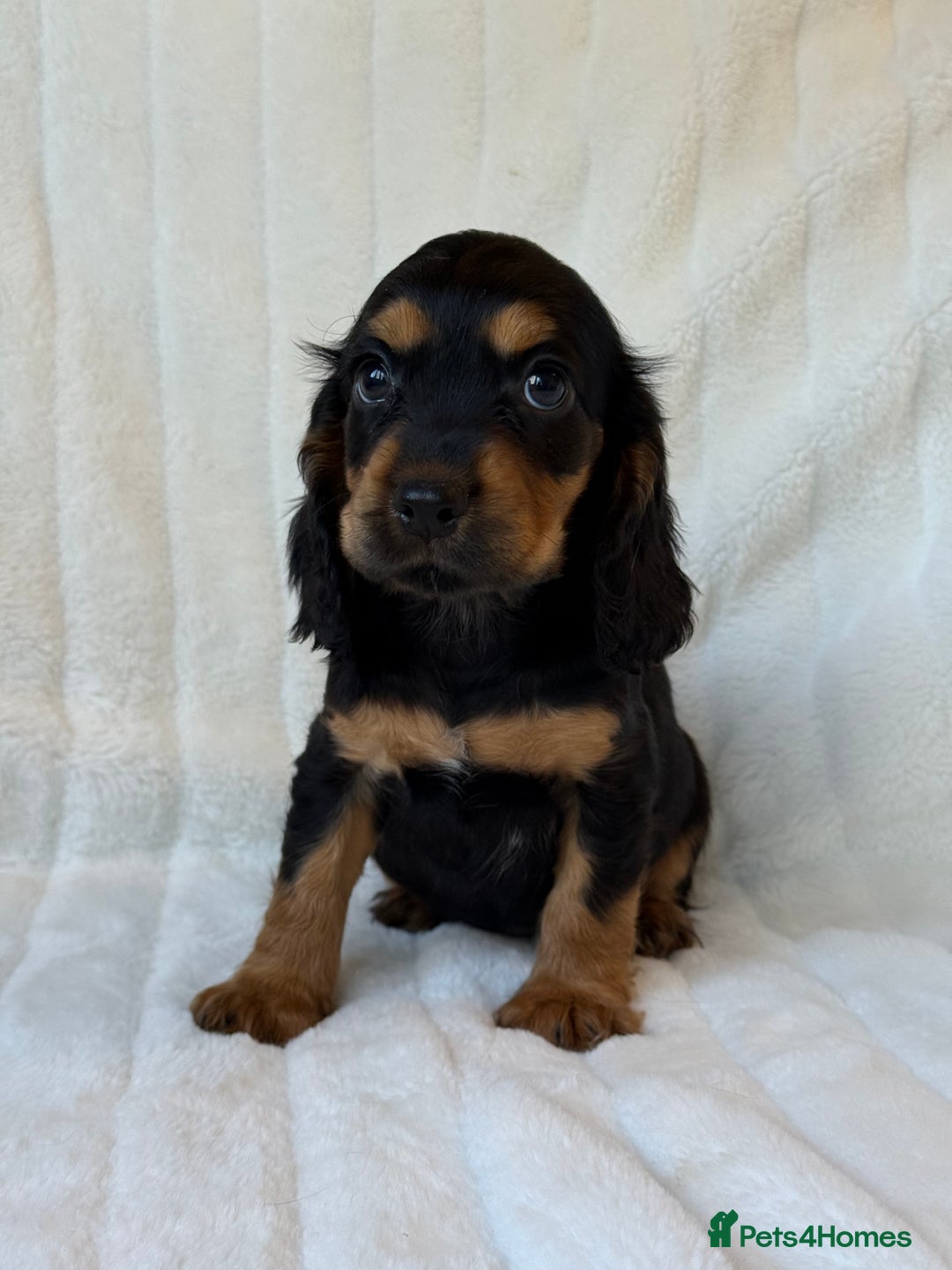 Cocker Spaniel dogs for sale: 🌟Show Cocker spaniel puppies🌟 - Advert 16